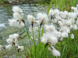 Wollgras - Eriophorum angustifolium